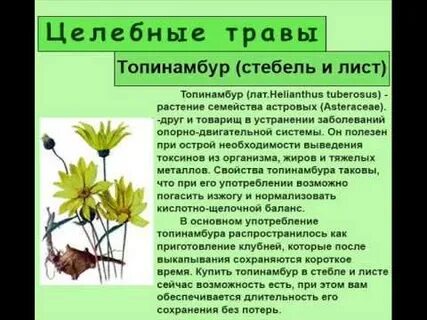 Листья топинамбура польза