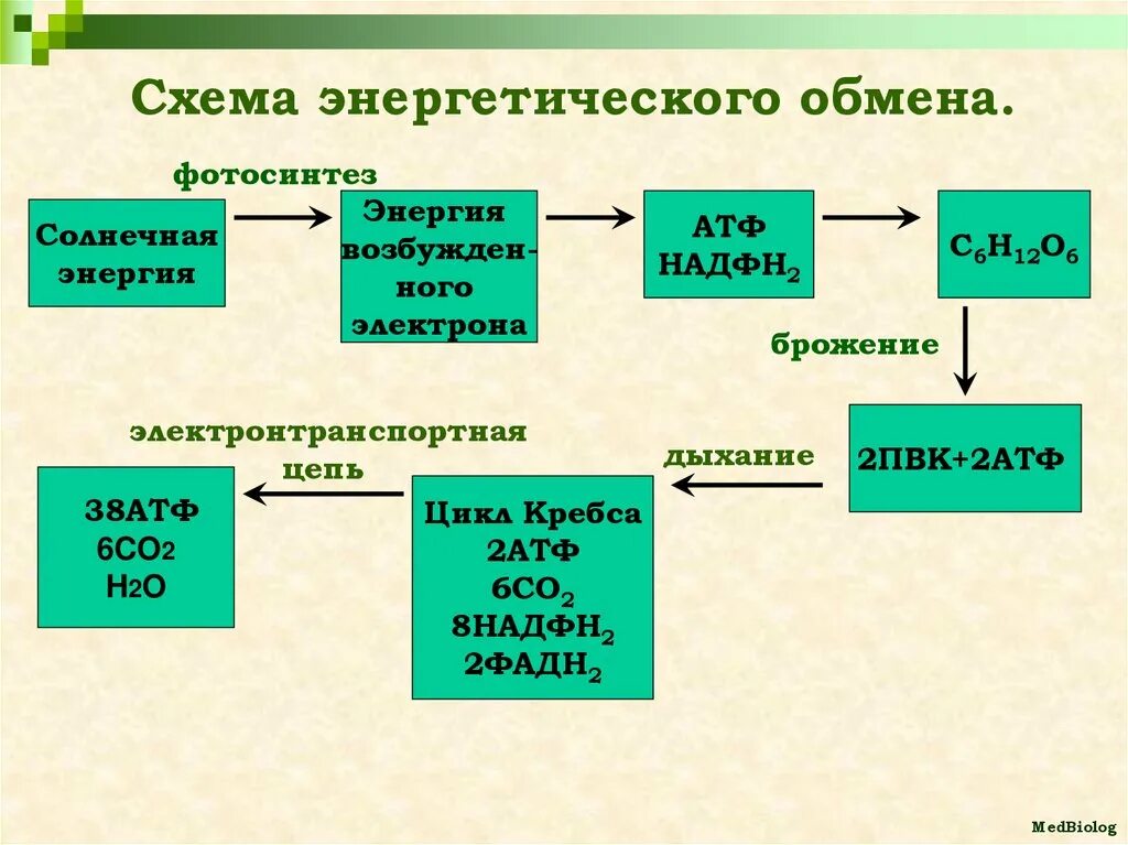 Схема этапов энергетического обмена. Схема энергетического обмена 9 класс. Схема энергетического обмена 10 класс биология. Энергетический обмен и пластический обмен схема.