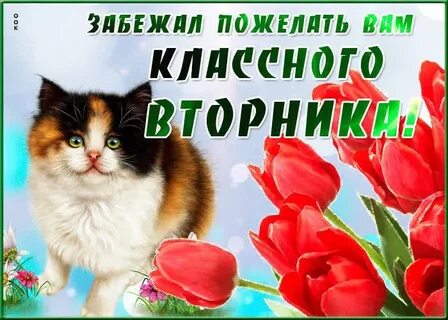 Доброго вторника с котиками