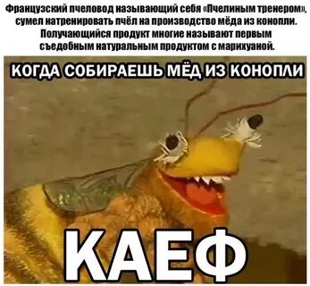 Пчела мем