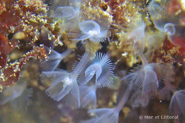 Актинотроха форонид. Форониды это. Лофофор форонид. Phoronida. Личинка форониды.