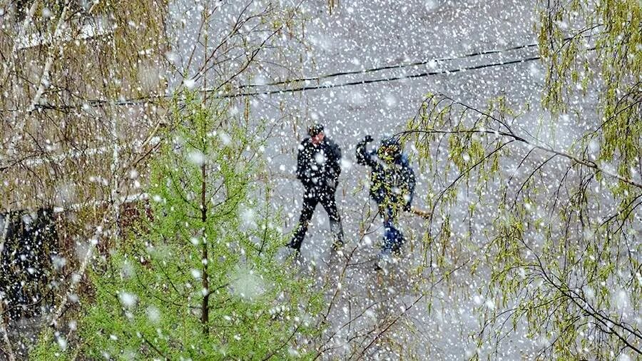 В россии выпадет снег. Первый снег. Выпал первый снег. Первый снег 2022. Первый снег летом.