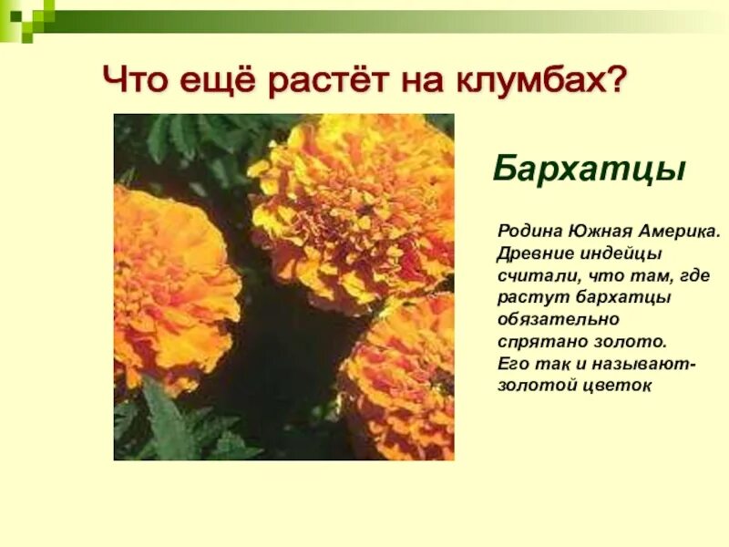 Бархатцы значение цветка