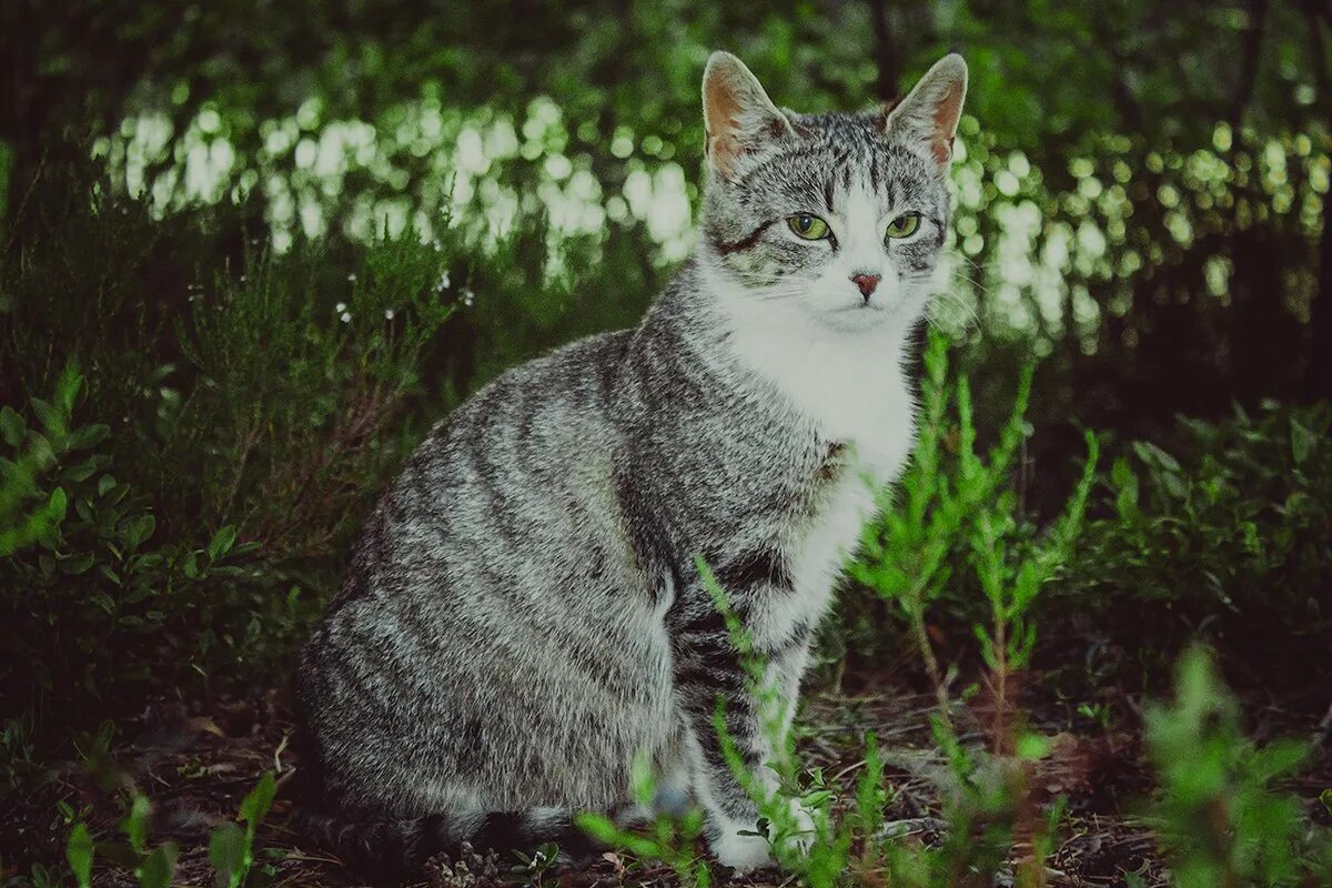 Лесная кошка гладкошерстная. Полосатый кот беспородный. Серый полосатый кот. Серая полосатая кошка. Серая кошка с черными пятнами