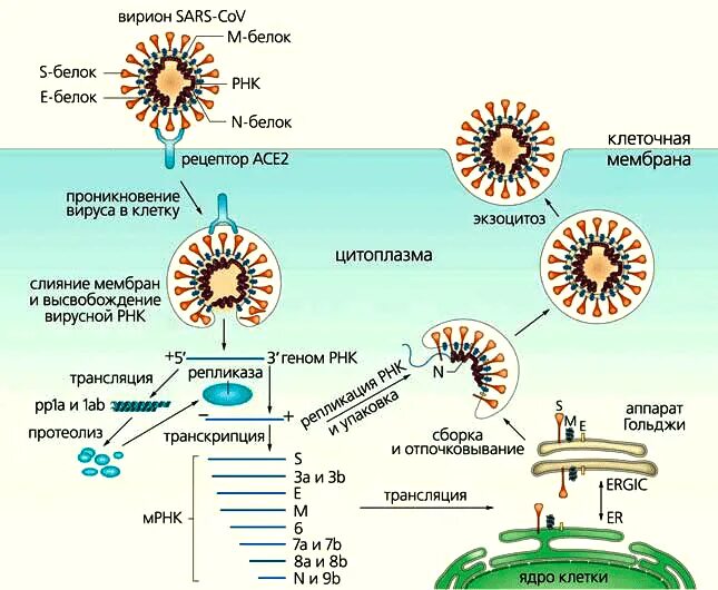 Кодирует ферменты содержит белки переносчики. Патогенез SARS-cov-2. Жизненный цикл РНК вируса схема. Жизненный цикл SARS-cov-2. Жизненный цикл коронавируса SARS-cov-2.