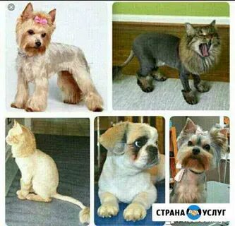 Груминг для собак псков