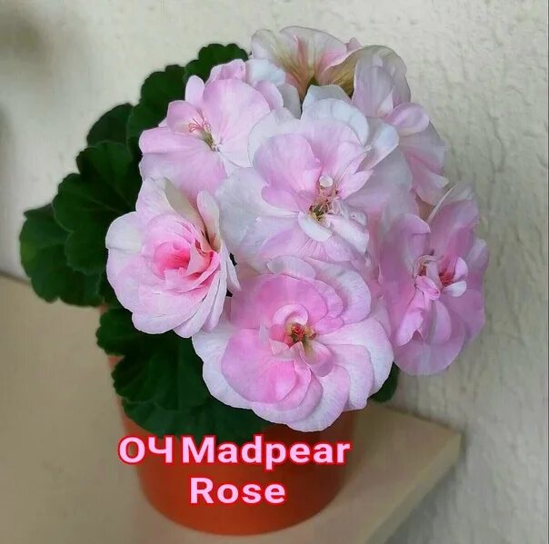 Пеларгония MADPEARL Rose. Ирида Снегурочка пеларгония. Оч мадперл Роуз пеларгония. Ирида Купчиха пеларгония. Ирида мамины розы