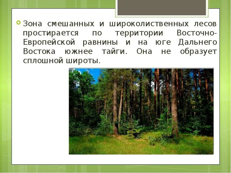 Тайга смешанные и широколиственные леса. Зона лесов смешанные широколиственные тайга. тайга широколиственные леса смешанные леса. зона смешанных лесов восточно-европейской равнины. зоны тайги смешанных и широколиственных лесов.