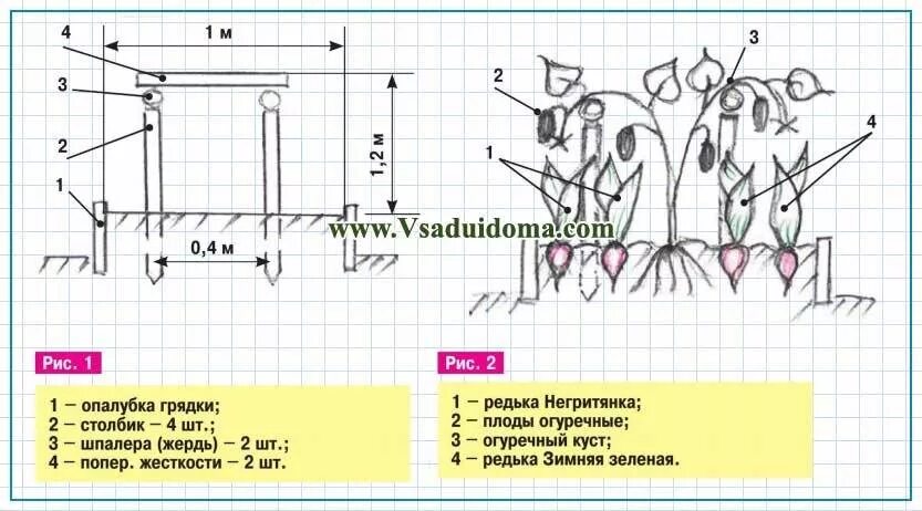 Схема посадки рассады огурцов в теплице. Схема посадки огурцов в открытый грунт рассадой. Огурцы схема посадки в открытый грунт рассадой. Схема посадки огурцов в грунт рассадой. Огурцы рассада расстояние