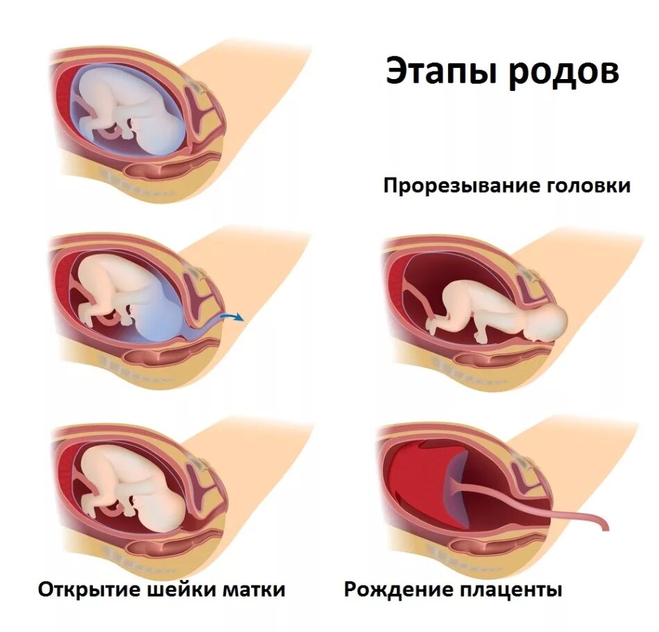 Фазы родов. Роды по горизонтали