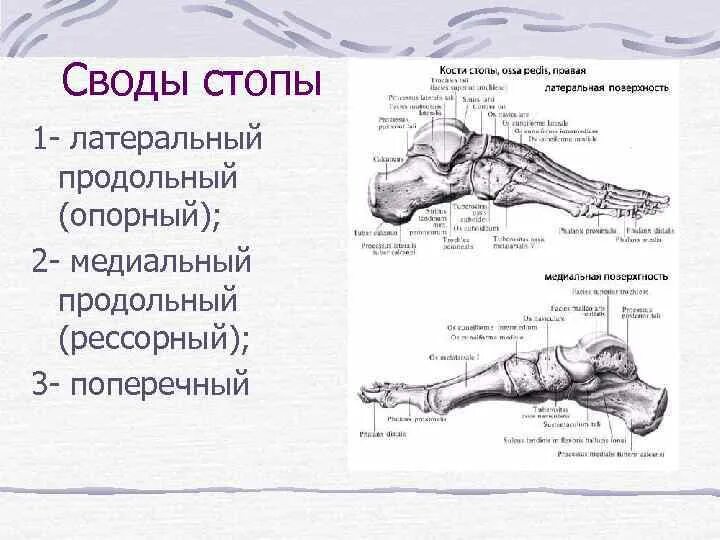 Кости свода стопы анатомия. Поперечный свод стопы анатомия. Внутренний продольный свод стопы. Строение сводов стопы.