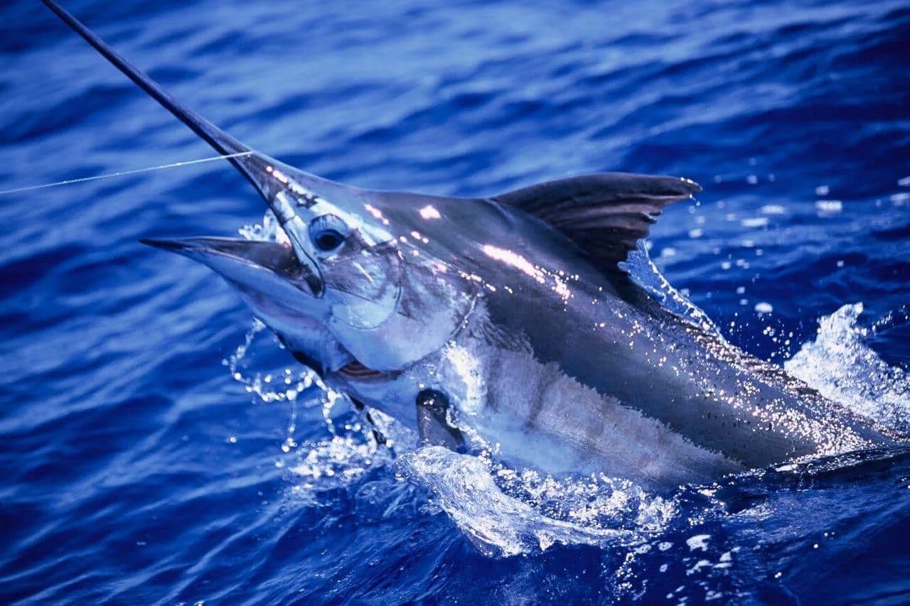 Marlin h