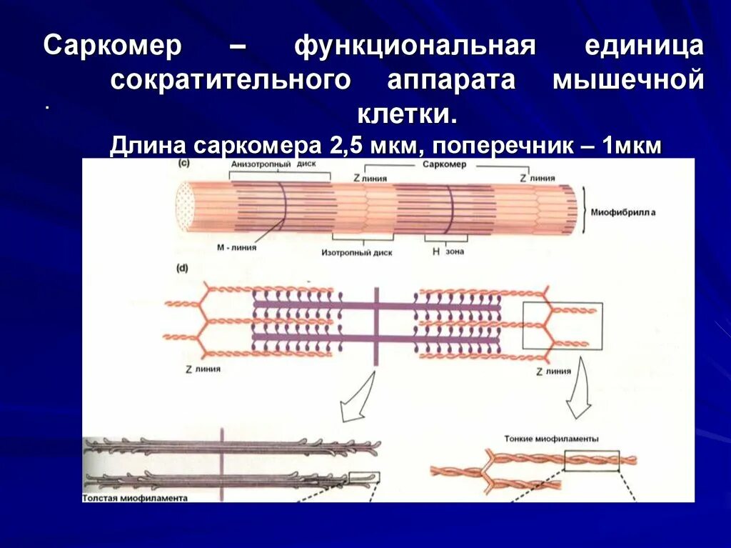 Миофибриллы состоят из. Схема саркомера миофибриллы мышечного волокна. Строение и структура мышечного волокна. Строение мышечного саркомера. Структура саркомера физиология.