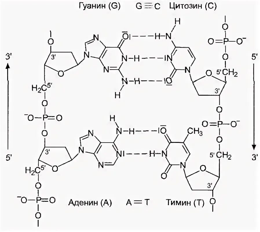 Строение участка ДНК С последовательностью оснований ЦГ. Строение участка цепи ДНК. Структура участка цепи ДНК. Строение участка цепи ДНК С последовательностью оснований.