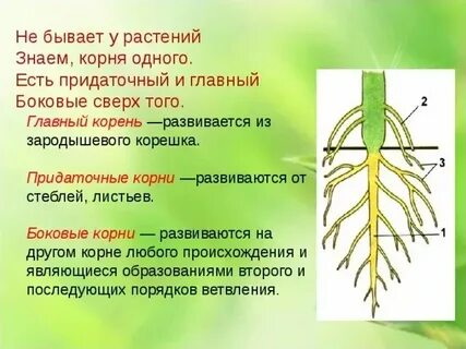 Корень развивающийся из корешка зародыша называют