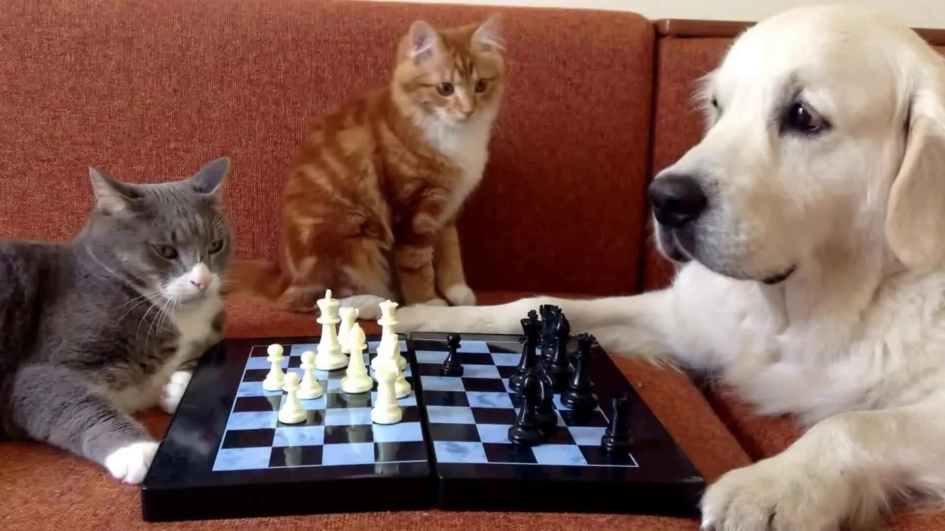Играть делать котов. Кот и шахматы. Шахматы кошки. Собака играет в шахматы. Коты играют.