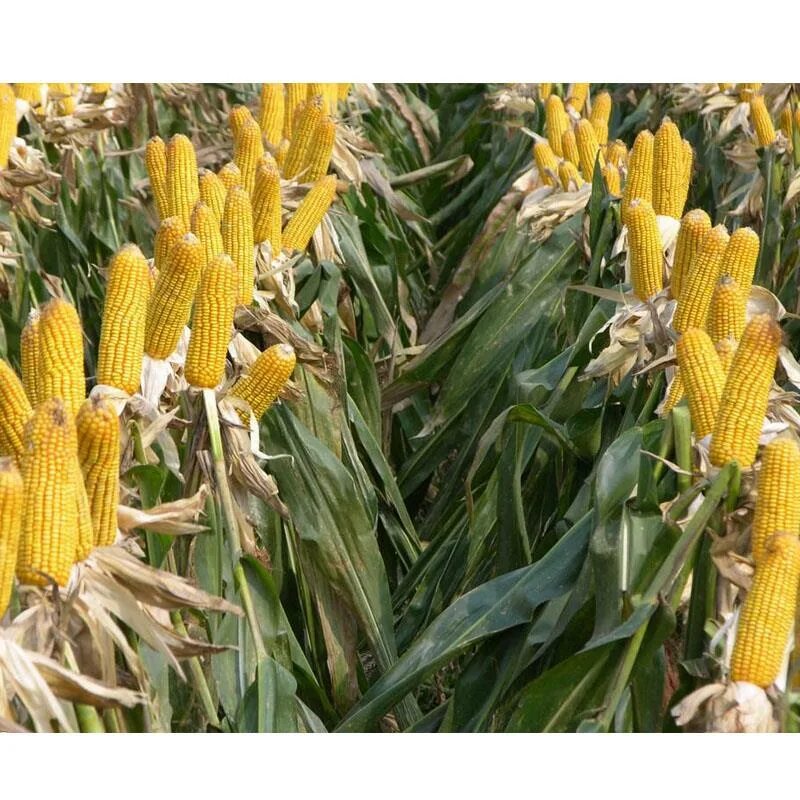 диплодиоз кукурузы. дикая кукуруза в природе. большая кукуруза. сорта и гибриды кукурузы. теосинте предок кукурузы.