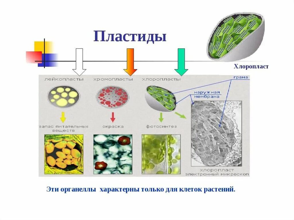 Что такое хромопласты 5 класс. Структура пластид в растительных клетках. структура клетки растения пластиды. пластиды хлоропласты хромопласты лейкопласты. пластиды растений хромопласты.