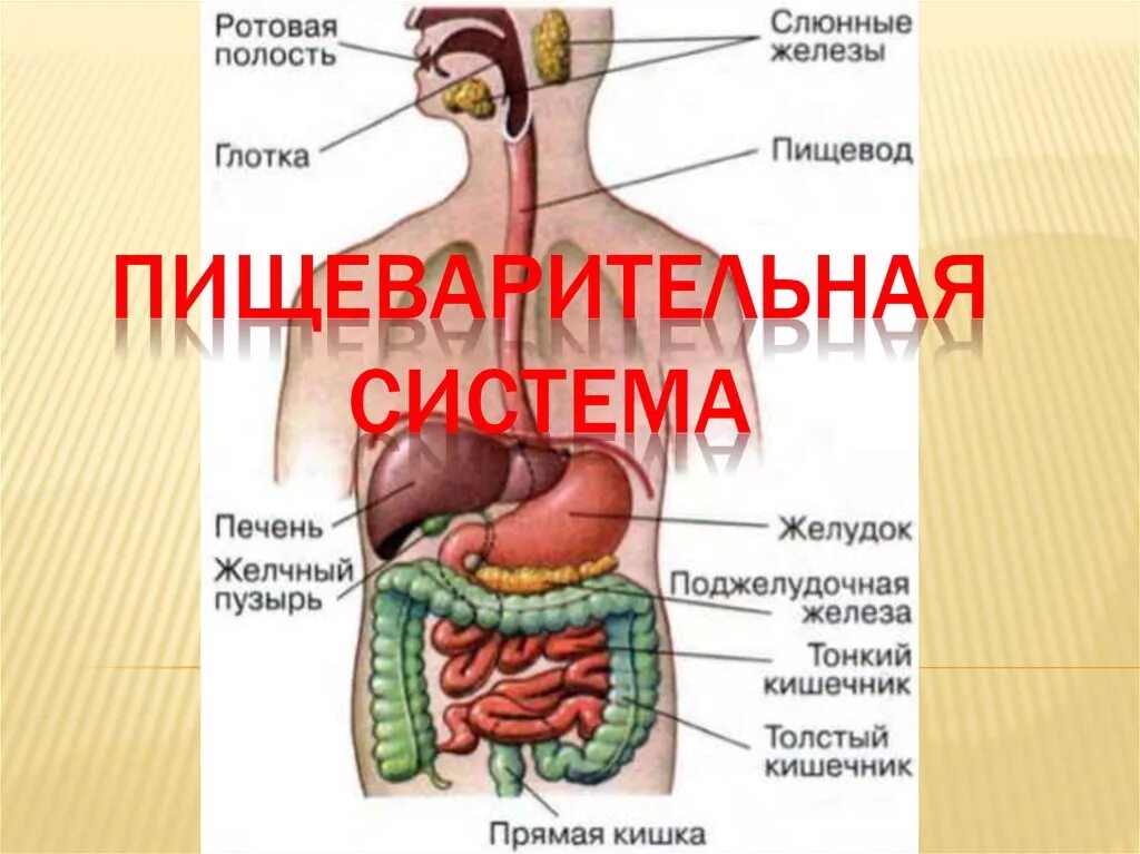 Система пищеварения. Строение системы пищеварения. Железы пищеварительной системы человека. Пищеварительная система презентация.