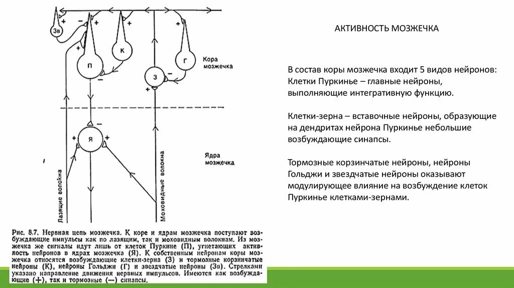 Мозжечок волокна. Схема нейронных связей коры мозжечка. Схема основных межнейронных связей мозжечка. Нейромедиатором клеток Пуркинье мозжечка является. Нейронные слои коры мозжечка.