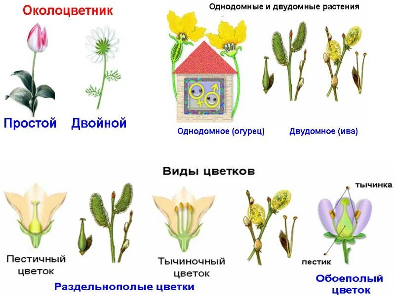 Двудомными называют растения у которых развиваются цветки. Однодомные и двудомные растения. Однодомные и двудомные цветки. Однодомные и двудомные растения схема. Однодомные и обоеполые растения.