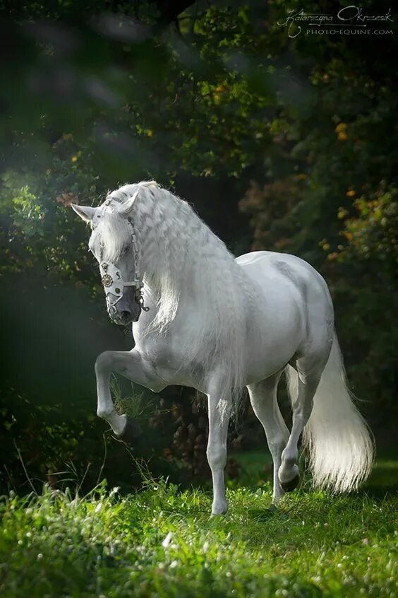 Inspirational photos Horses, Most beautiful horses, Horse love