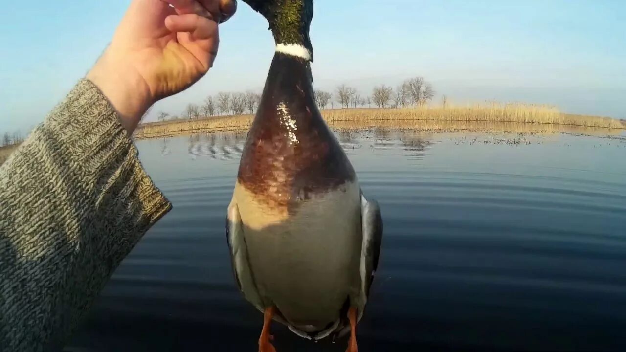 Подсадной уткой весной видео. Охота с подсадной уткой. Весенняя охота на селезня с чучелами. Охота с подсадной уткой весной.