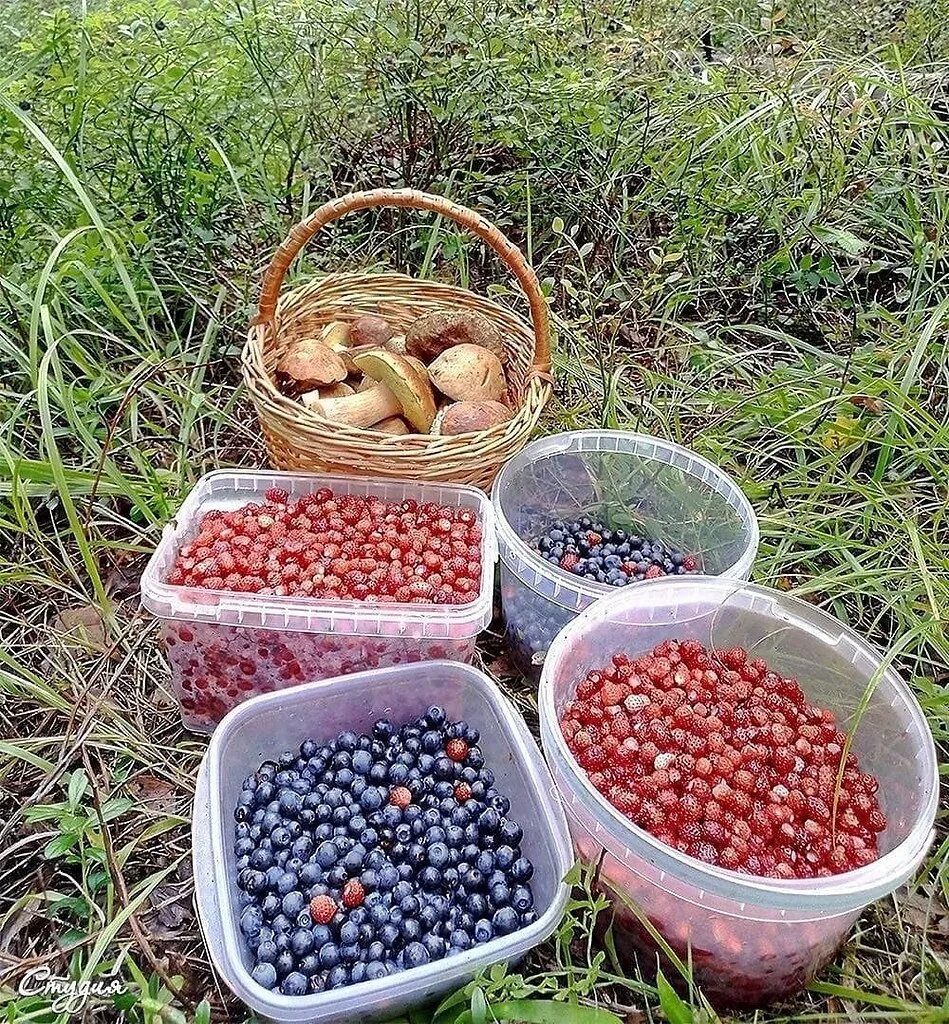 собирать ягоды. брусника сбор ягод. сбор брусники в карелии. сбор ягод в лесу. клубника лесная.