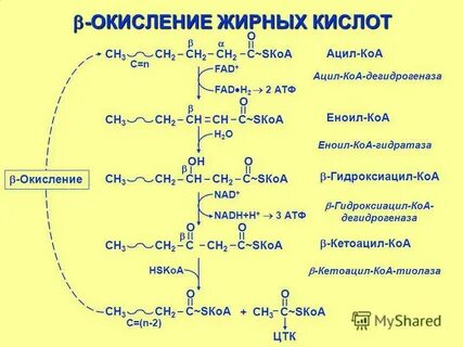 Бета окисление кислот