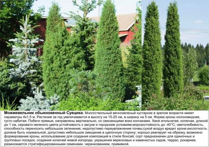 Можжевельник суецика описание и фото JC Raulston Arboretum 2015 Connoisseur Plants Volunteer