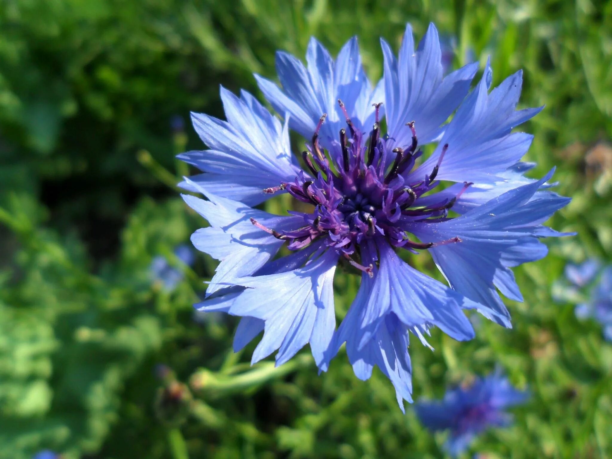 Многолетник Василек горный. Василек горный (Centaurea Montana). Василек горный грандифлора. Василек горный многолетний синий.