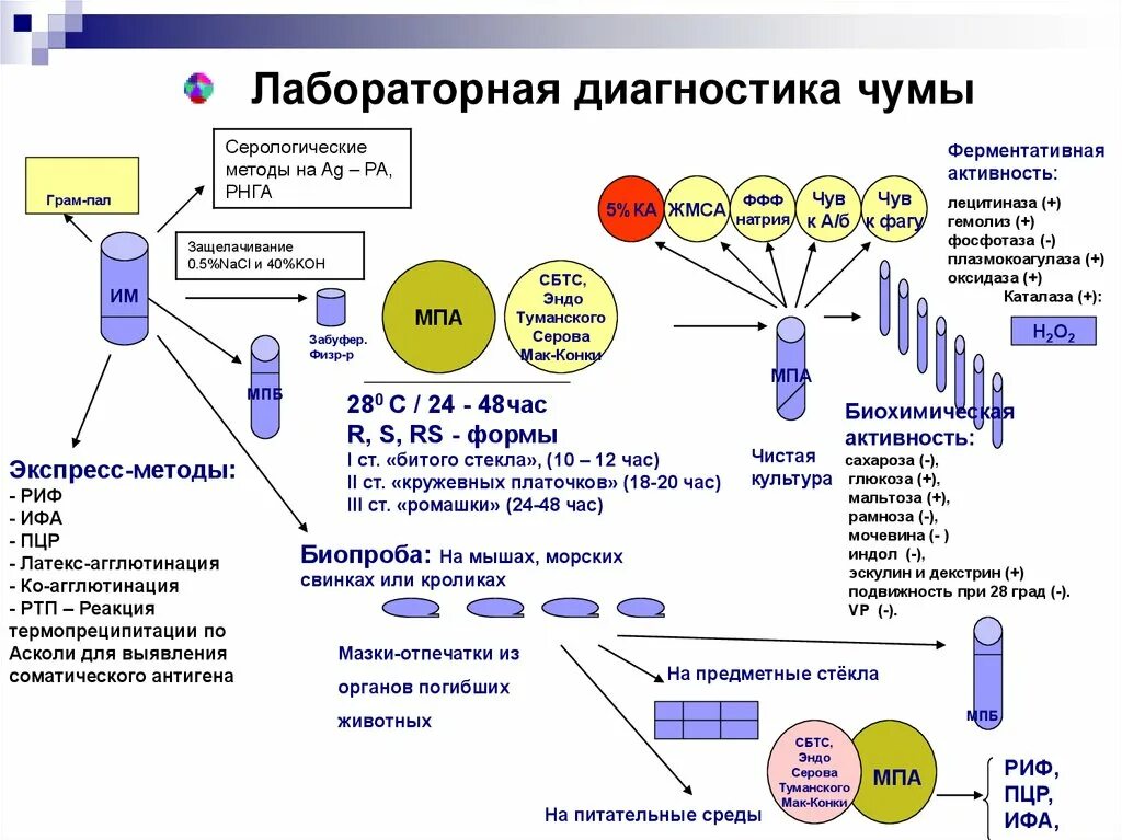 Чума анализы