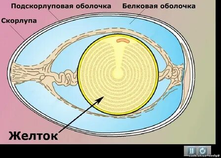 Подскорлуповая оболочка строение