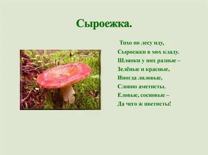 Сыроежка проверочное