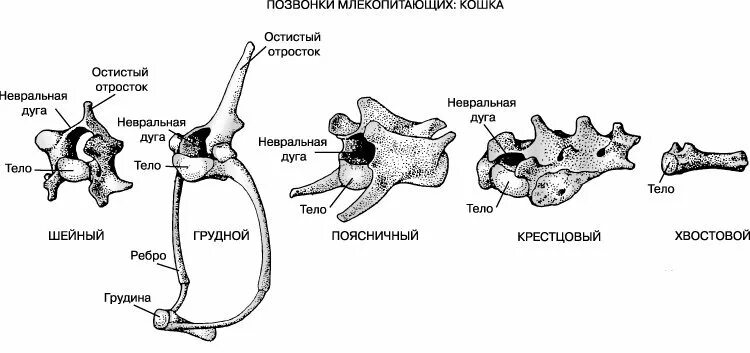 Строение позвоночника млекопитающих. Строение позвоночника млекопитающих отделы. Строение позвонков животных анатомия. Строение грудных позвонков животных анатомия.