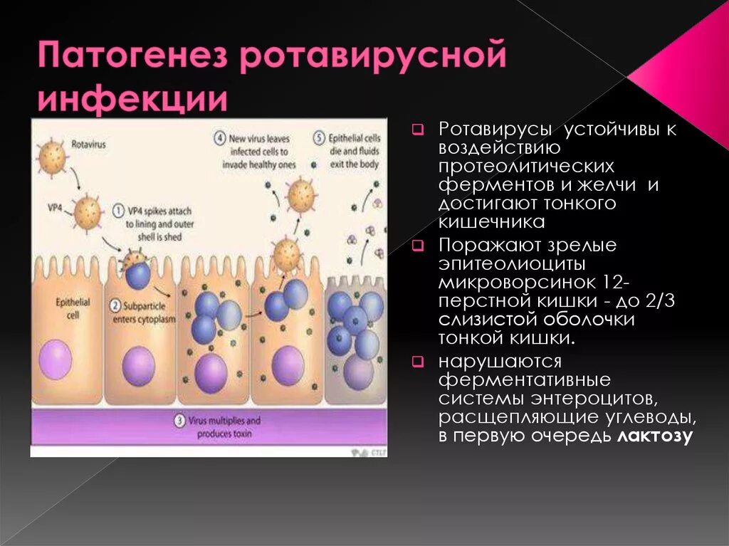 Патогенез ротовирусных инфекций. Ротавирусный гастроэнтерит патогенез. Механизм развития диареи при ротавирусной инфекции. Ротавирусная инфекция патогенез.