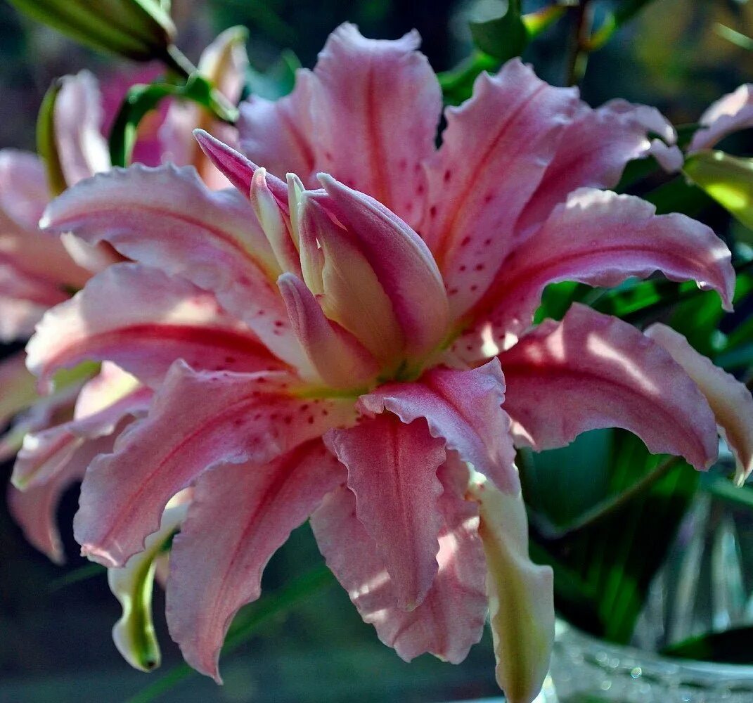 Лилия брокен харт описание. Лилия восточная махровая брокен харт. лилия восточная брокен харт. лилия восточная брокен херт. лилия восточная махровая (ориенталь) брокен харт.