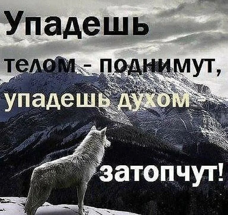 Песня главное в этой жизни духом не. Дух волка цитаты. Афоризмы не падать духом. Цитаты для поднятия духа. Никогда не падай духом цитаты.