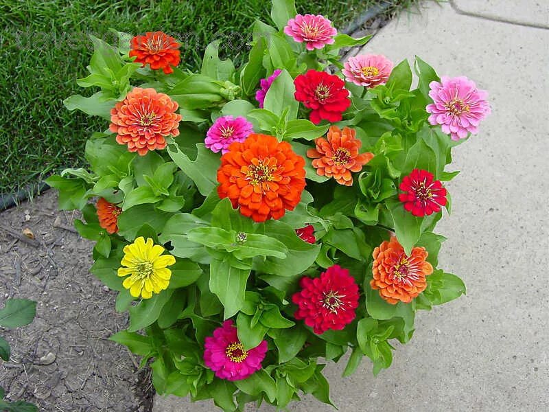 Циния калифорнийская. Zinnia haageana. Циния моника. Циния калифорнийский гигант. Циния пепито дварф микс.