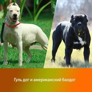 Запрещенные виды собак