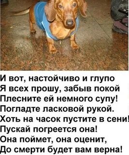 Номер собаки