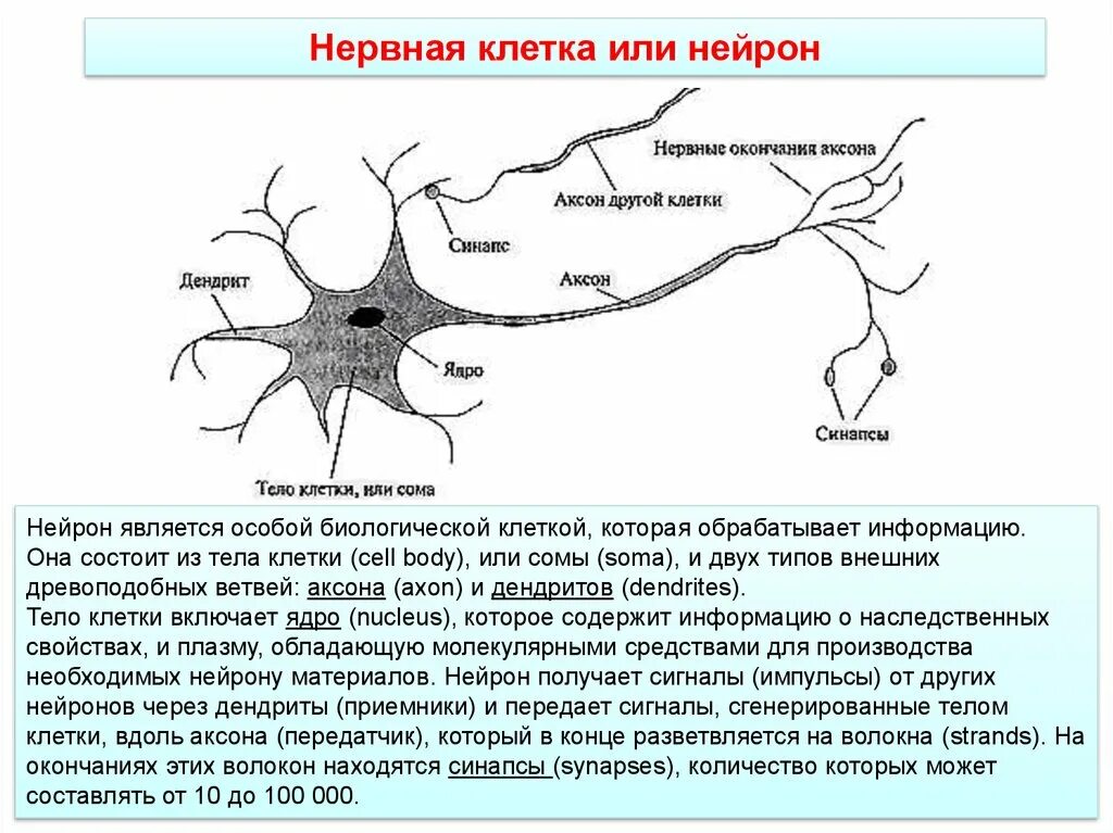 Нейроны головного мозга схема. Аксон дендрит синапс. Схема нейронов и синапсов. Структура нейронов головного мозга.