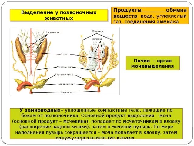 Органы выделения позвоночных животных. Органы выделения растений выделения. Основным органом выделения у позвоночных животных служит. Строение выделительной системы животных. Через легкие удаляются