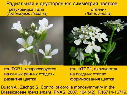Таля имя