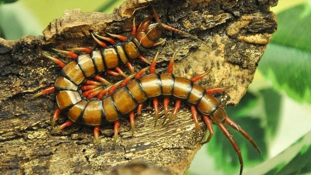 Сколопендра картинки. Ядовитая сороконожка сколопендра. Двухвостка многоножка. Многоножка кольчатая. Сколопендра черноморская.