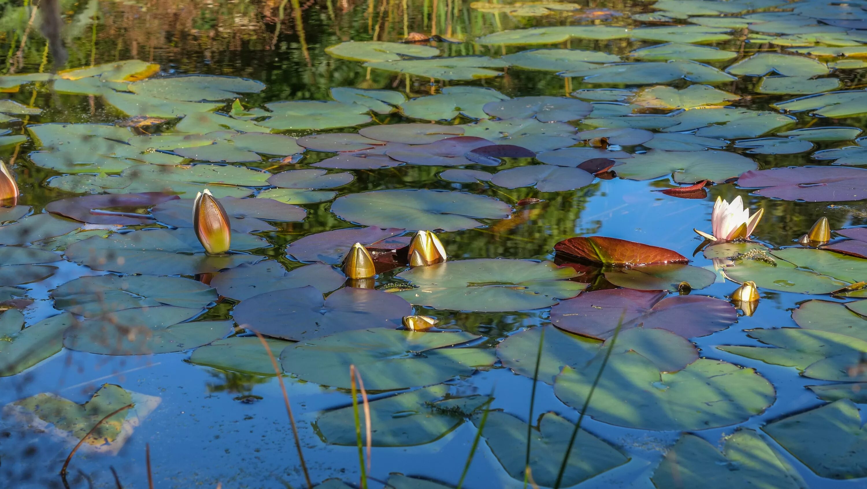 Осенние листья на пруду. Листья в пруду. Красивая осень. Осень листья река. Осенние листья на пруду.
