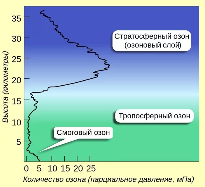 Озоновый слой находится в каком слое стратосферы