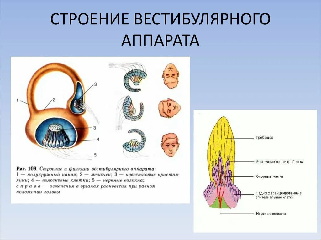 Особенности вестибулярного аппарата. Строение строение вестибулярного аппарата. Структуры, образующие вестибулярный аппарат. Мешочки вестибулярного анализатора. Часть преддверия вестибулярного аппарата..