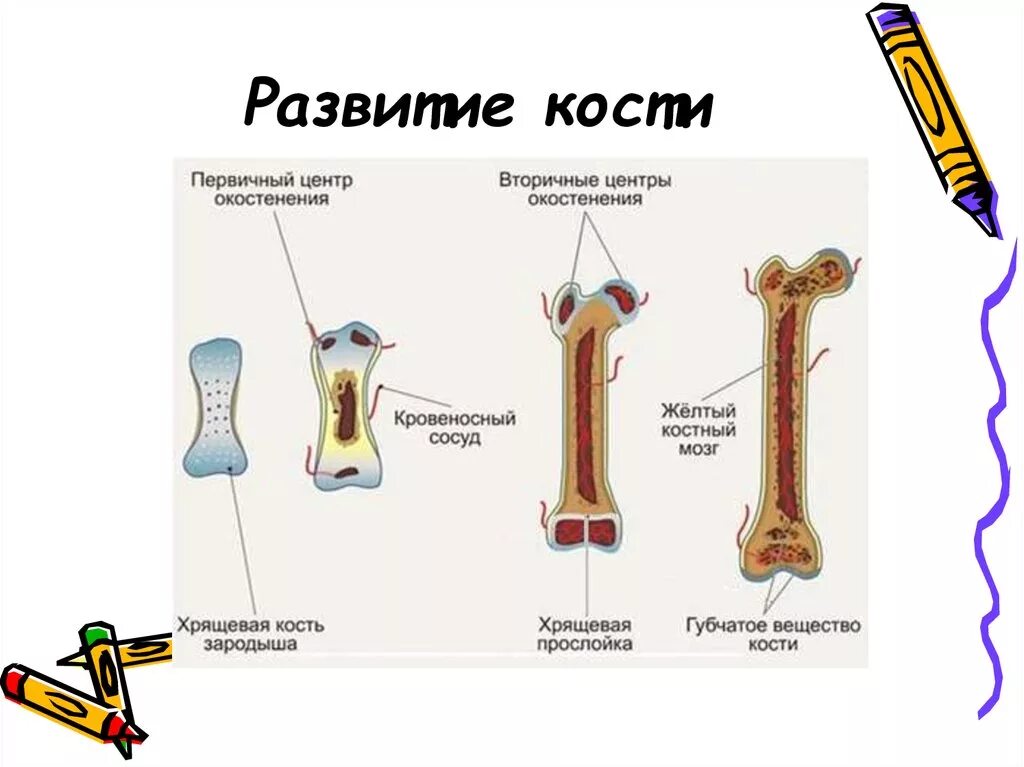 Строение кости взрослого человека. Трубчатая кость взрослого и ребенка схема. Трубчатая кость ребенка схема. Развитие трубчатых костей анатомия. Строение трубчатых костей у детей.