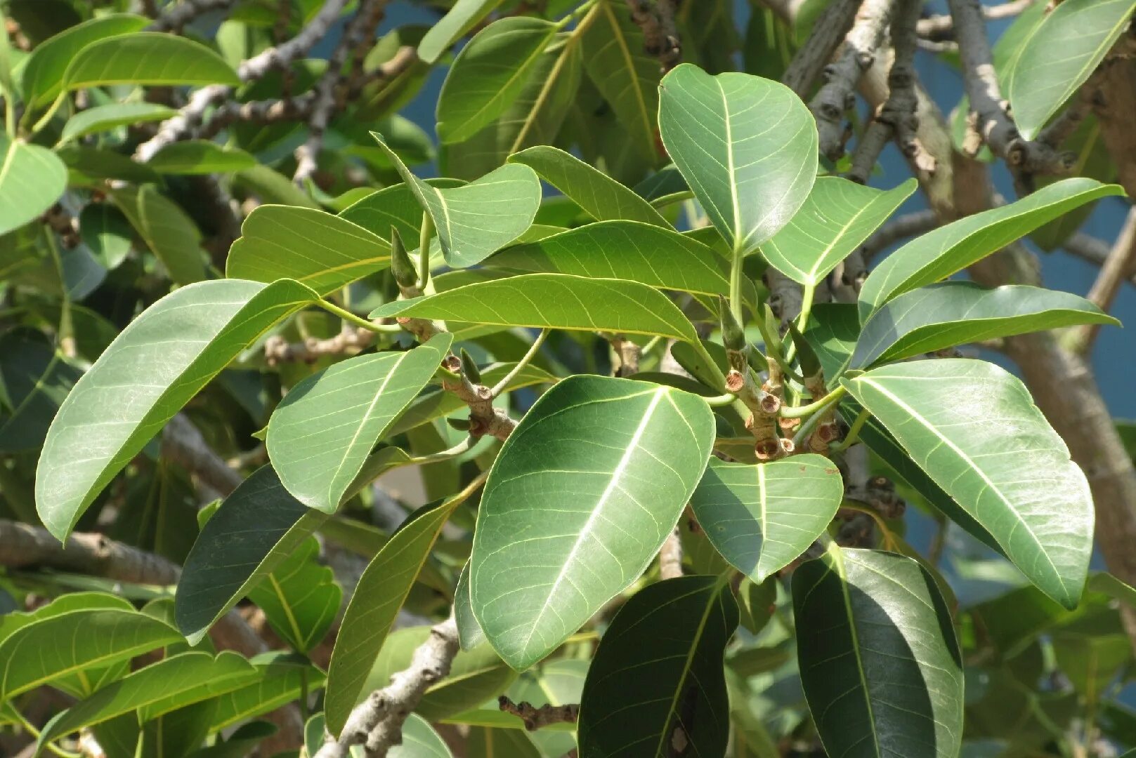 Фикус найди. Фикус altissima. Ficus punctata (фикус). Фикус Капский. Фикус бенгальский Эудрей.